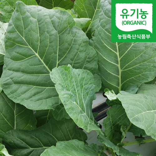 담양 유기농 즙용 케일 1kg 녹즙용 주스용,케일,유기농케일,직송